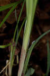 Purple sedge